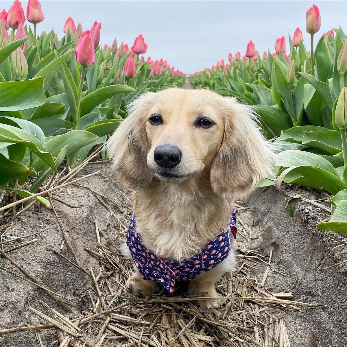 “I went tiptoeing (actually - running fast like the flasher) through the tulips!”🌷

~ Daphne 
#visitnetherlands #tulips #holland