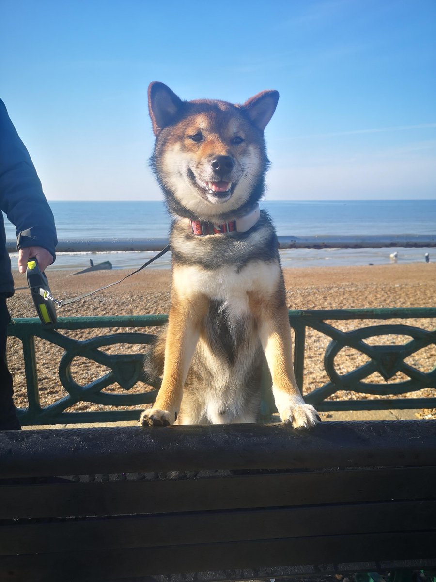 2coldfingers's tweet photo. @photogirlruns Not mine, my daughter's. But there are no other dogs I have regular contact with. https://t.co/TVeQm8zSq1