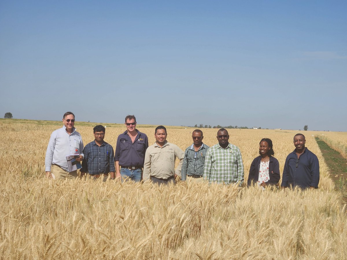 w_tadesse's tweet photo. CAIGE (CIMMYT - Australia- ICARDA Germplasm evaluation) tour in Morocco from 17 to 22 April 2023. @ICARDA @AlisonRBentley @caigeproject https://t.co/V6lztHPV1I