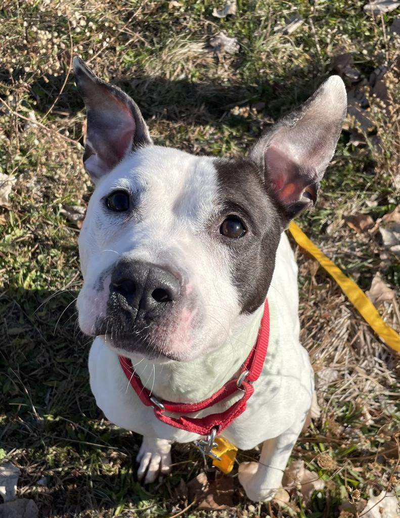 HappyHowiesInc's tweet photo. Meet Baker, a 2 year + 6 month old mixed breed! Let's help @MetroDetAnimals find him a furever home! https://t.co/MGz1mGqJnZ #adoptdontshop #dontshopadopt #famd #dogs https://t.co/VTcT9VNyPE