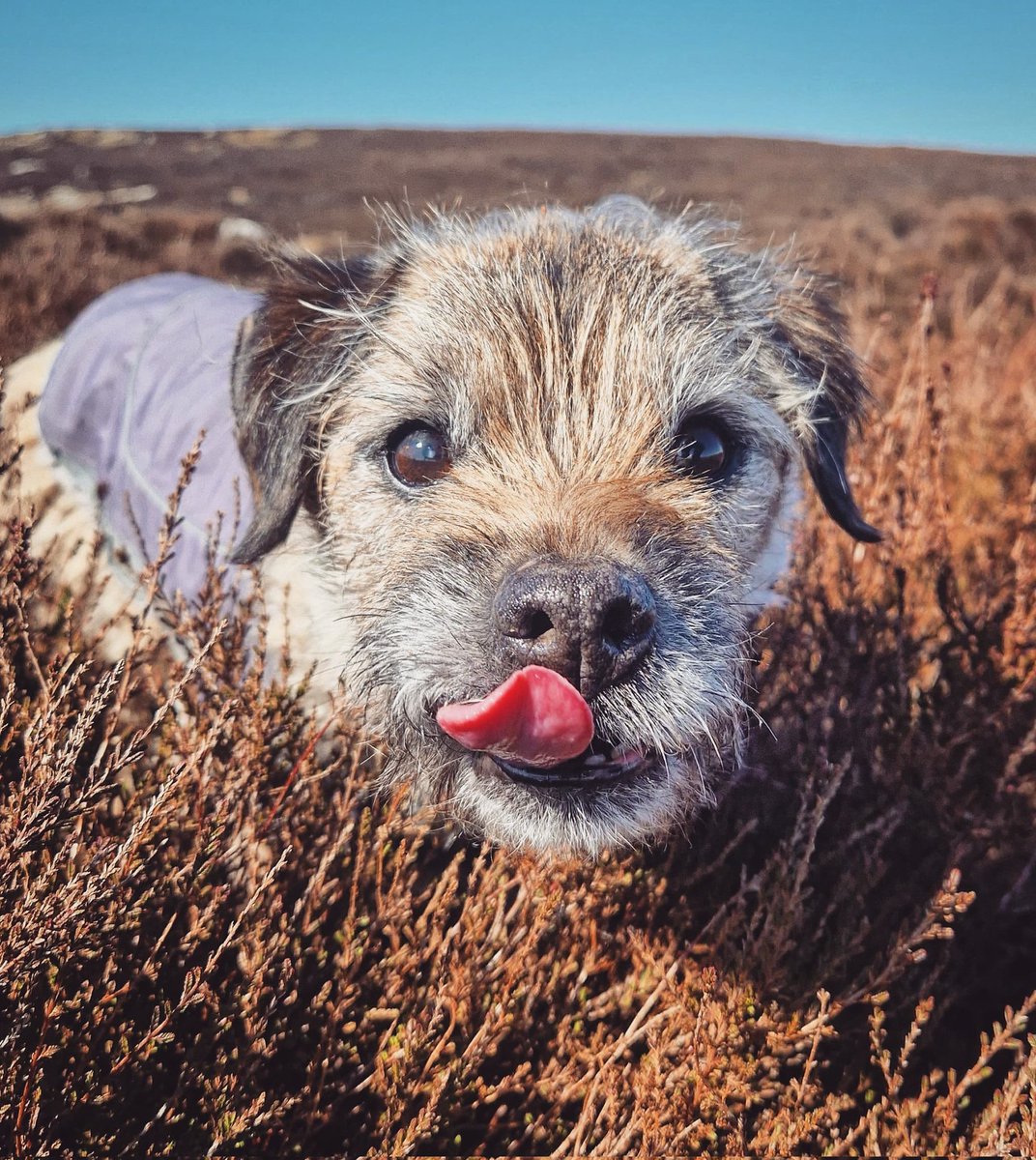 What do you mean you're only here for the treats! 😂🧀😋 Tarn #Northumberland #borderterrier #borderterriers #dogsoftwitter