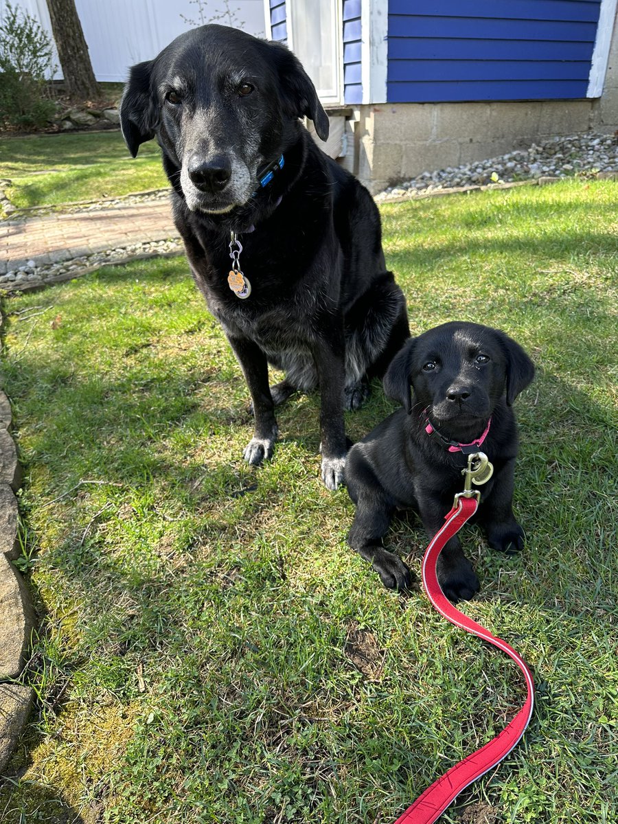 Rosie and Willow.🖤Riley’s at daycare to give Rosie a break from all the puppy shenanigans.😂Have a great day everypawdy!🖤#rosieandwillow #seniorpup #puppy 

#labmix #labradorretriever #dogsoftwitter #dogtwitter #dogsarefamily #dogsontwitter #dogcelebration