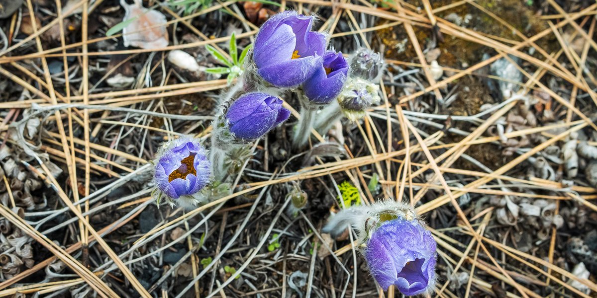Pasqueflower (Anemone patens) is a large #wildflower,  blue petal-like sepals are 2" long. Even so, can be difficult to see from forested trail on cloudy days. Top two phots taken from trail, can you see the plant? Bottom two, flowers just opening. Great to find🙂