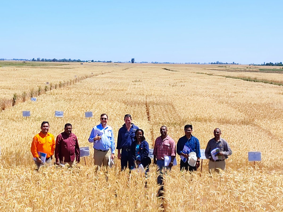 w_tadesse's tweet photo. CAIGE (CIMMYT - Australia- ICARDA Germplasm evaluation) tour in Morocco from 17 to 22 April 2023. @ICARDA @AlisonRBentley @caigeproject https://t.co/V6lztHPV1I