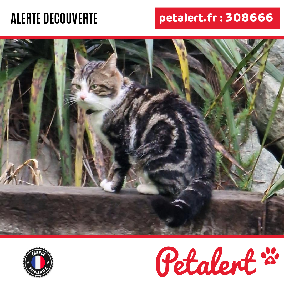 petalert_france's tweet photo. Trouvé #Chat #Sarthe #Ecommoy #Petalert #PetAlert72 / https://t.co/Hdi0JqVVPc https://t.co/ETclm3e7Tf