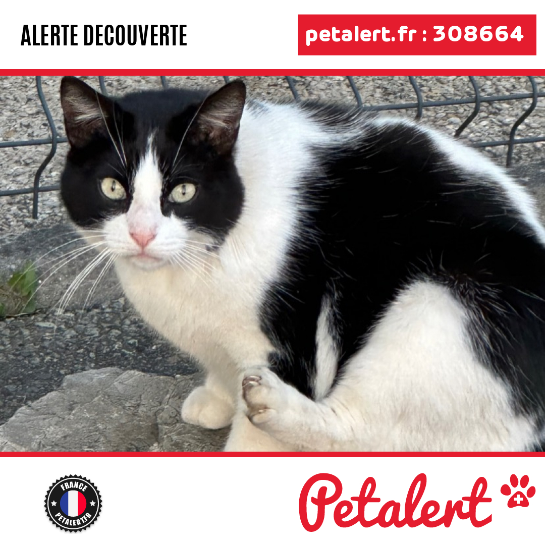 petalert_france's tweet photo. Trouvé #Chat #Sarthe #LaChapelleSaintAubin #Petalert #PetAlert72 / https://t.co/jDPRTZ7mnU https://t.co/VYBZsib0pX