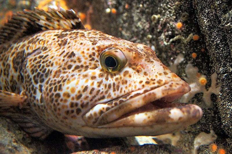 For everyone who eats fish in Alaska: Mercury is in the food chain, and it’s particularly prevalent in seafood. And while the amount of mercury found in Alaskan seafood remains far below dangerous levels, a pair of researchers want to keep an eye on it.
buff.ly/41FJpVh