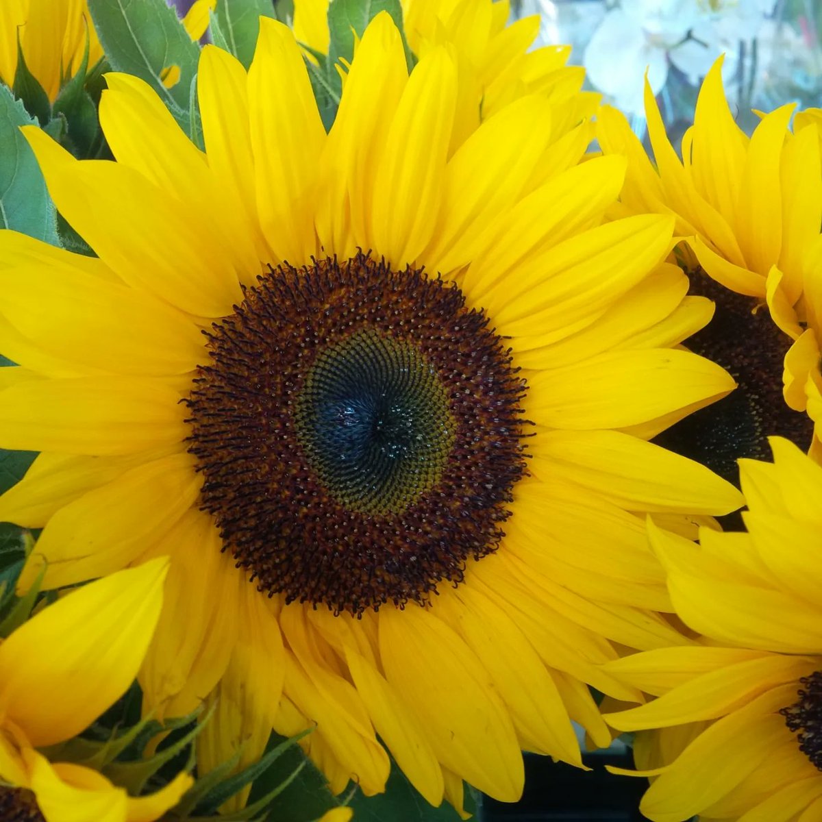 A very Happy Birthday to Josie of Josie Syer's Plants and Flowers' birthday! She's been selling beautiful floral arrangements, plants, bamboo, wreaths, and silk flowers for over 40 years at the Hamilton Farmers' Market! 

#hamont #hamontbusinesses #hamontshops