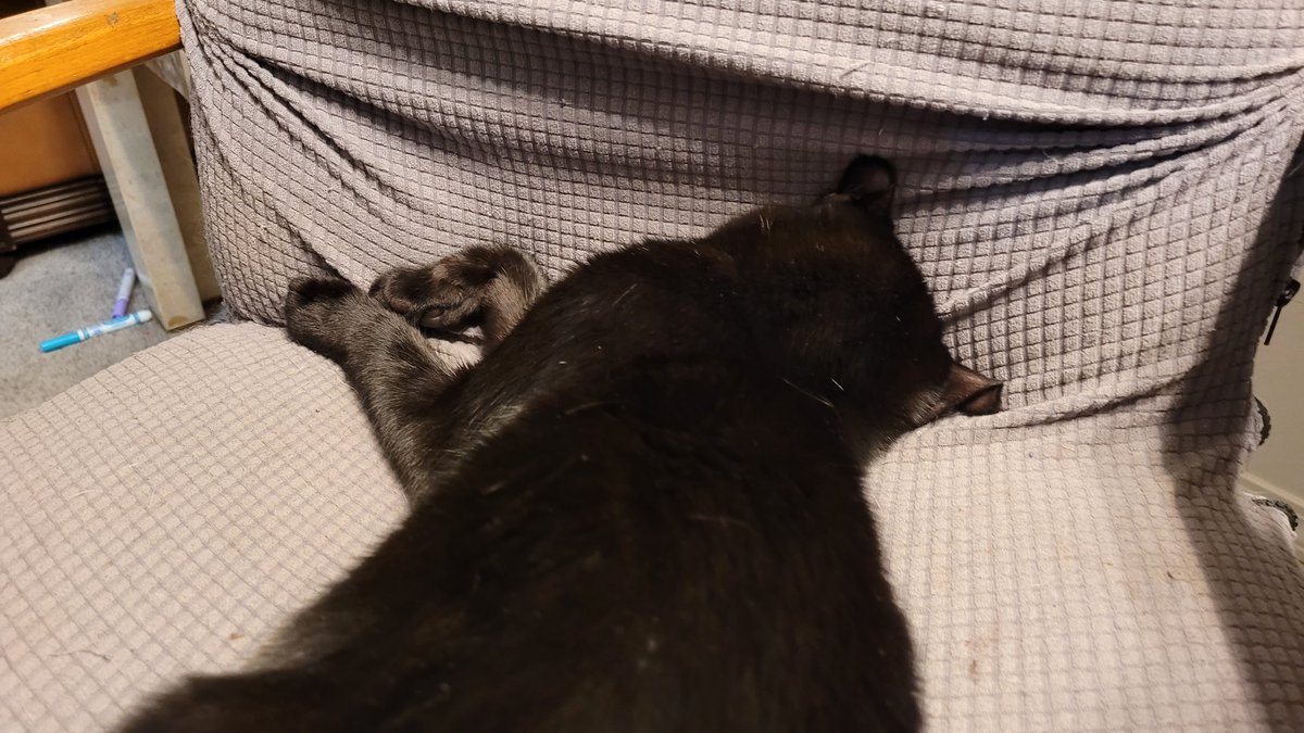 KellyBot5000's tweet photo. @michaelscat2 Nugget tackles napping head first https://t.co/8blFQxrFRx