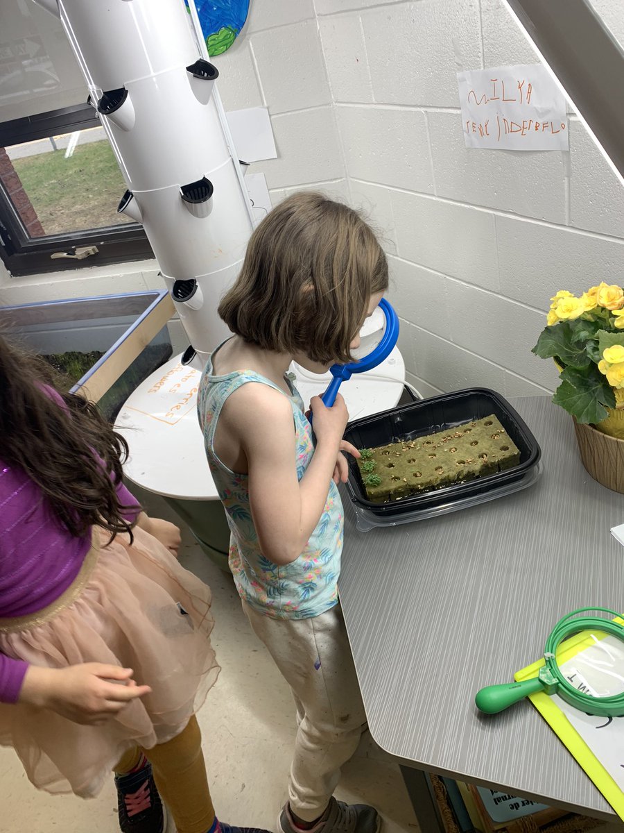 For #ocsbearth week we are taking our tower garden and exploring how the light can help our sensory bin grass grow AND starting to grow flowers and fruit for the caterpillars coming to our classroom soon! #ocsbdl #ocsbjoy #beskt @StKateriOCSB @OttCatholicSB @ocsbEco