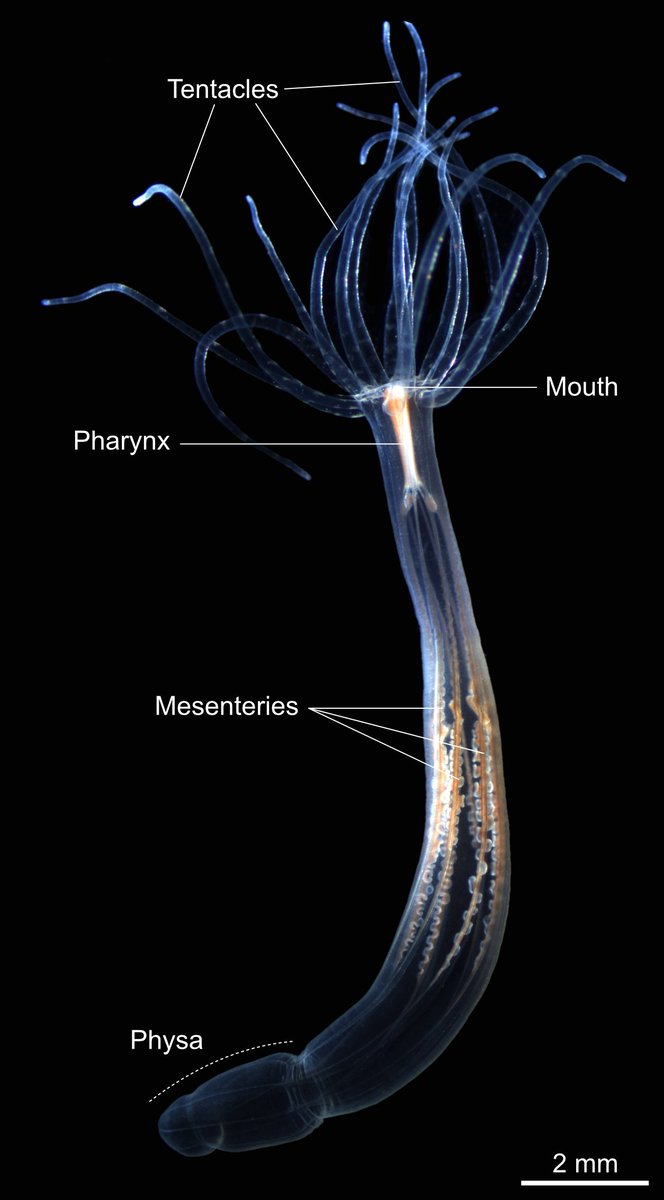 John_Thescientist (@joao_e_carvalho) on Twitter photo Everything you need to know to maintain, grow, reproduce and create CRISPR/Cas9 transgenics' Nematostella vectensis.
<a href="/RottingerL/">Rottinger_Lab</a> <a href="/FRM_officiel/">Fondation pour la Recherche Médicale</a> <a href="/Univ_CotedAzur/">Université Côte d'Azur</a> @Insermpacacorse <a href="/CNRS_DR20/">CNRS Côte d’Azur</a> <a href="/ircaninstitute/">IRCAN</a> #CRISPR #marinebiology #lifecycle #cnidaria Everything you need to know to maintain, grow, reproduce and create CRISPR/Cas9 transgenics' Nematostella vectensis.
<a href="/RottingerL/">Rottinger_Lab</a> <a href="/FRM_officiel/">Fondation pour la Recherche Médicale</a> <a href="/Univ_CotedAzur/">Université Côte d'Azur</a> @Insermpacacorse <a href="/CNRS_DR20/">CNRS Côte d’Azur</a> <a href="/ircaninstitute/">IRCAN</a> #CRISPR #marinebiology #lifecycle #cnidaria