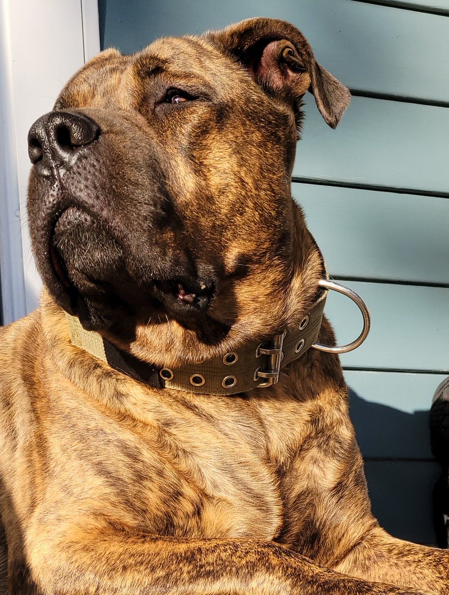 mgert69's tweet photo. This DOG..Marley..is the G.O.A.T. 
Ok, he's my GOAT, my side kick,and he's definitely got my heart ❤️.  #StLouis
@dog_rates @WoofRight @WoofMeom https://t.co/feHncEjI6E