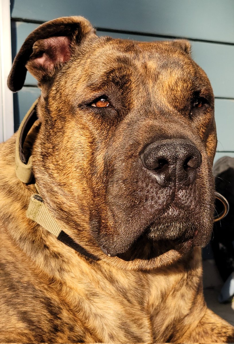 mgert69's tweet photo. This DOG..Marley..is the G.O.A.T. 
Ok, he's my GOAT, my side kick,and he's definitely got my heart ❤️.  #StLouis
@dog_rates @WoofRight @WoofMeom https://t.co/feHncEjI6E