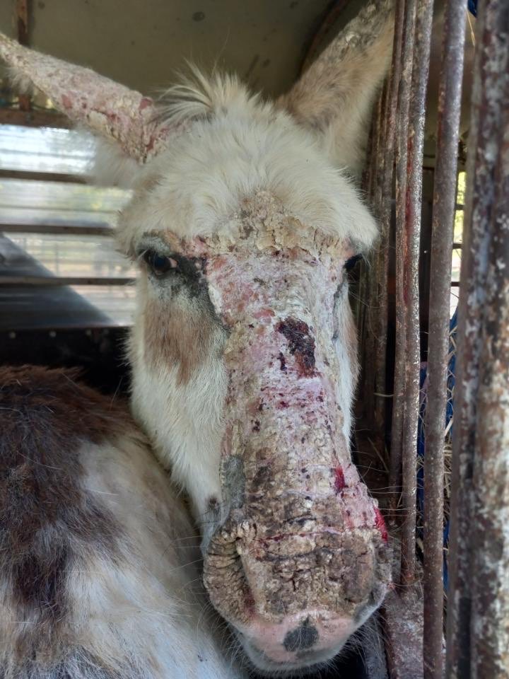 circle_horses's tweet photo. The painted Jacks arrived! Thanks to all who contributed to bringing them home. They have skin sores from eating wet hay and hooves in need of a serious pedicure.
Dave &amp; Buster are quarantined but getting lots of TLC.  Our Venmo is: @CircleAhorses
#DonkeyBuds #DaveAndBuster https://t.co/dBoGDDrZmx