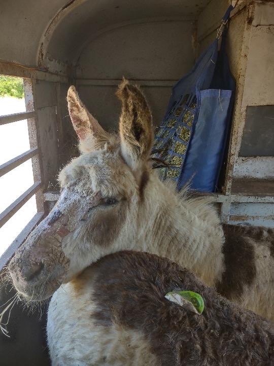 circle_horses's tweet photo. The painted Jacks arrived! Thanks to all who contributed to bringing them home. They have skin sores from eating wet hay and hooves in need of a serious pedicure.
Dave &amp; Buster are quarantined but getting lots of TLC.  Our Venmo is: @CircleAhorses
#DonkeyBuds #DaveAndBuster https://t.co/dBoGDDrZmx