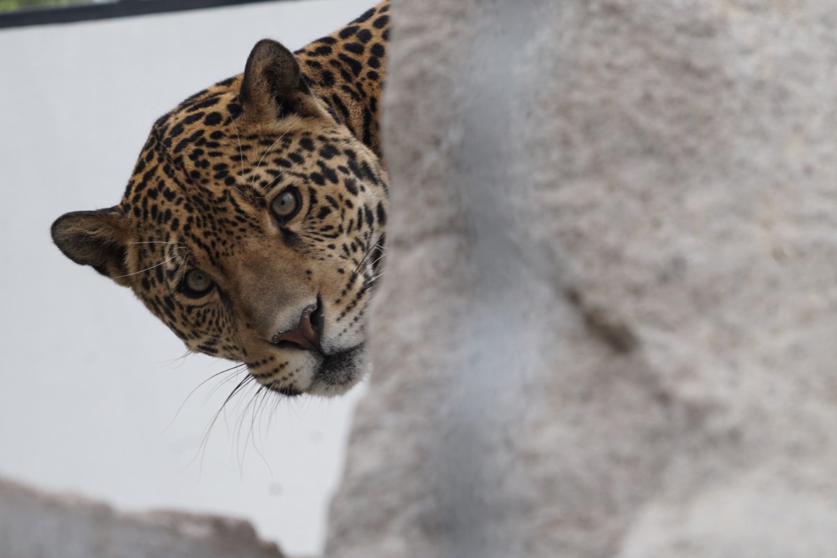 Fernando Vilchis tweet media