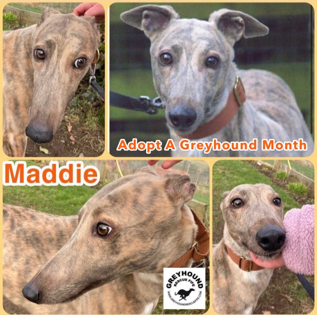 GreyhoundRFife's tweet photo. Maddie(3) is sweet &amp;
V timid. Shy &amp; nervous around ppl, so will need to build trust with a patient owner. She needs encouragement &amp; time to adjust to situations. Walks fine on a lead but unsure. Sociable with fellow #Greyhounds To adopt call Celia 07826 244765 #AdoptDontShop 🤞🏽 https://t.co/HswxQrVBrU
