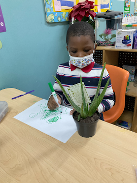 Today our class plants we discussed where plants grow, such as rainforests, mountains, gardens etc. After, our friends drew a picture of their plants.
#playfuldiscoveriescdc #prek #prekforall #nycpreschool #earlylearning #springtheme #plants #science #scienceforkids #creativekids