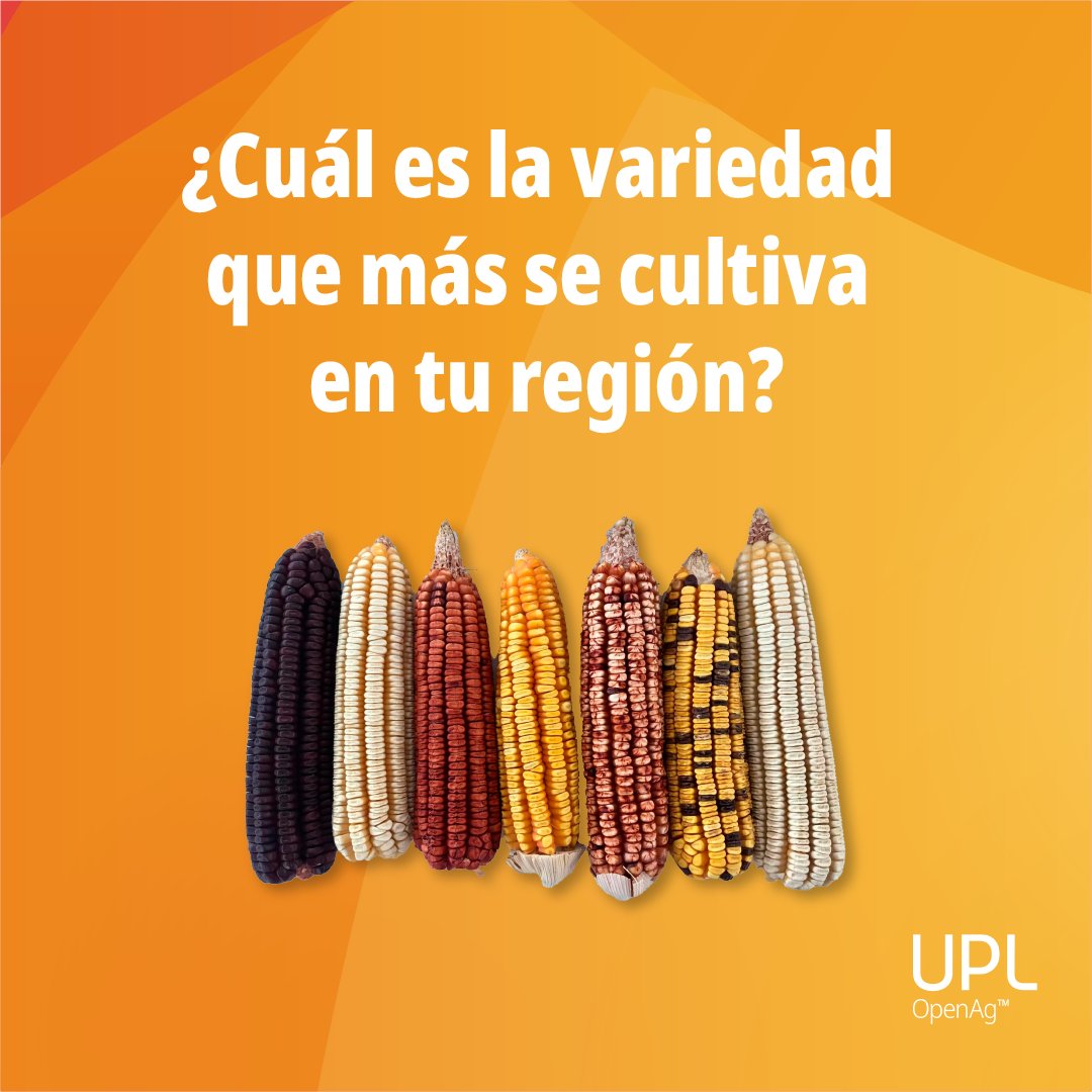 LatamUpl's tweet photo. Dinos, ¿cuál es la variedad que más se cultiva en tu región? 🌎
#UPLLATAM #AgriculturaSostenible #CultivosSostenibles #tiposdemaíz #variedadesdemaíz #maízreventador #maizazul #maízblanco #maízmorad https://t.co/VAypjDp5q1