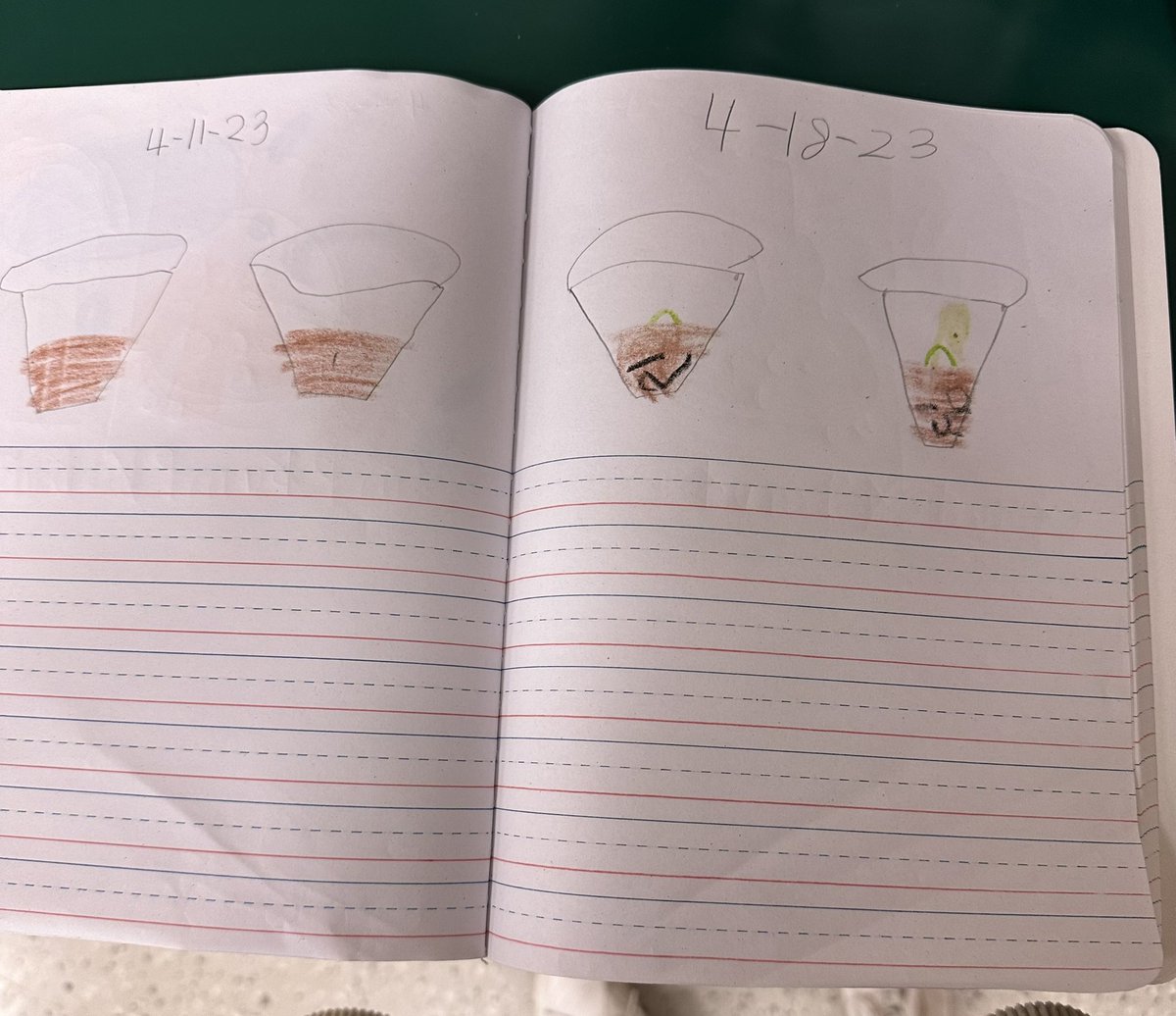A special spring kindergarten activity is planting and observing our green bean seeds!  #WEareLakota #NeedToSucceedCECS <a href="/Creeksidetweet/">Creekside ECS</a>