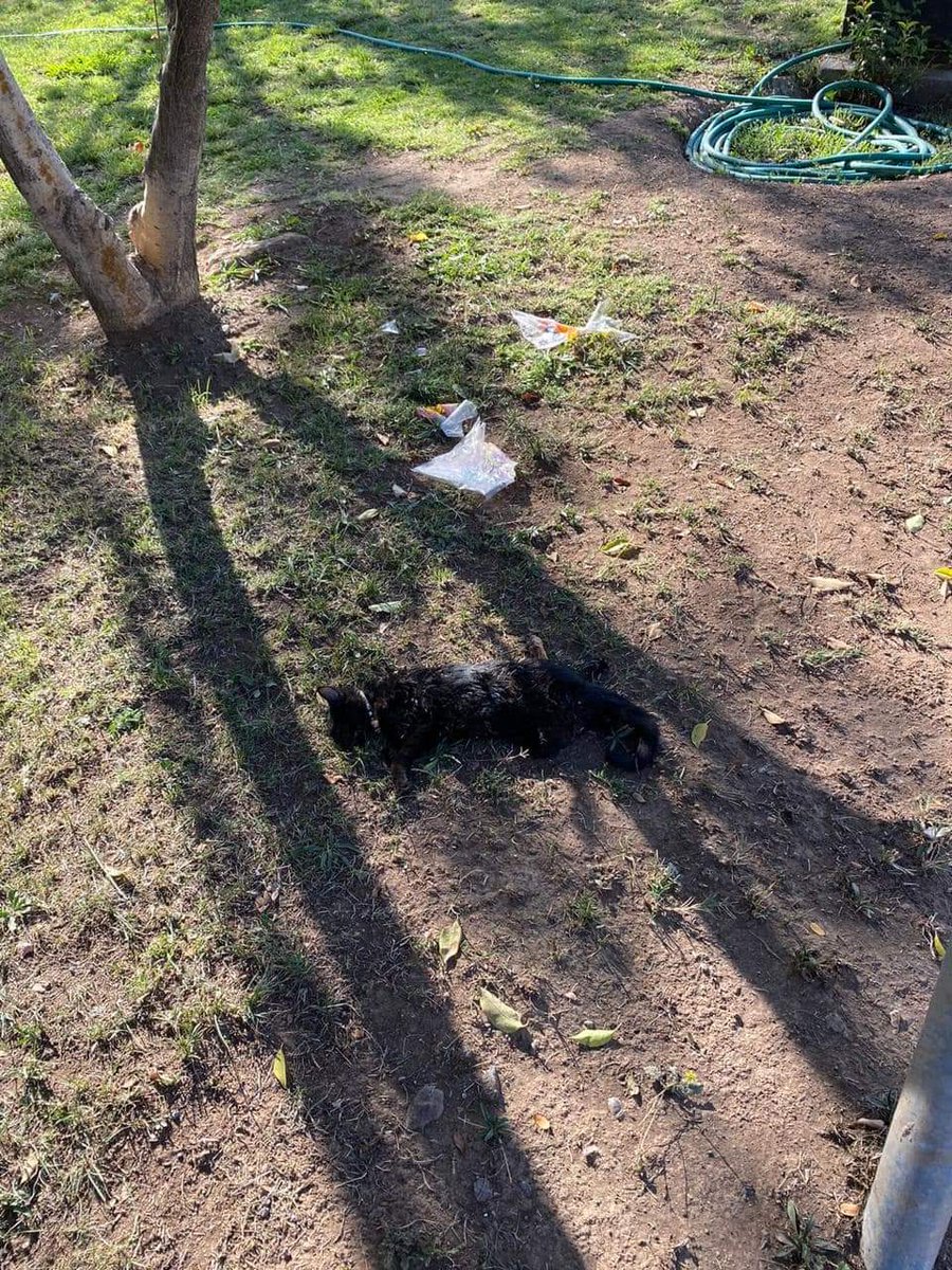 betohi's tweet photo. Es una maldita desgraciada abandonó un gatito en villa el palquial Machali y no conforme con eso lo dejo al lado de unos perros que lo mataron de inmediato y más encima mira la muy Maldita HDP cómo te deseo el peor de los karmas
Quedé muy mal 😡😡😡😡
Ahora está completo https://t.co/Pc5Knv5qXy