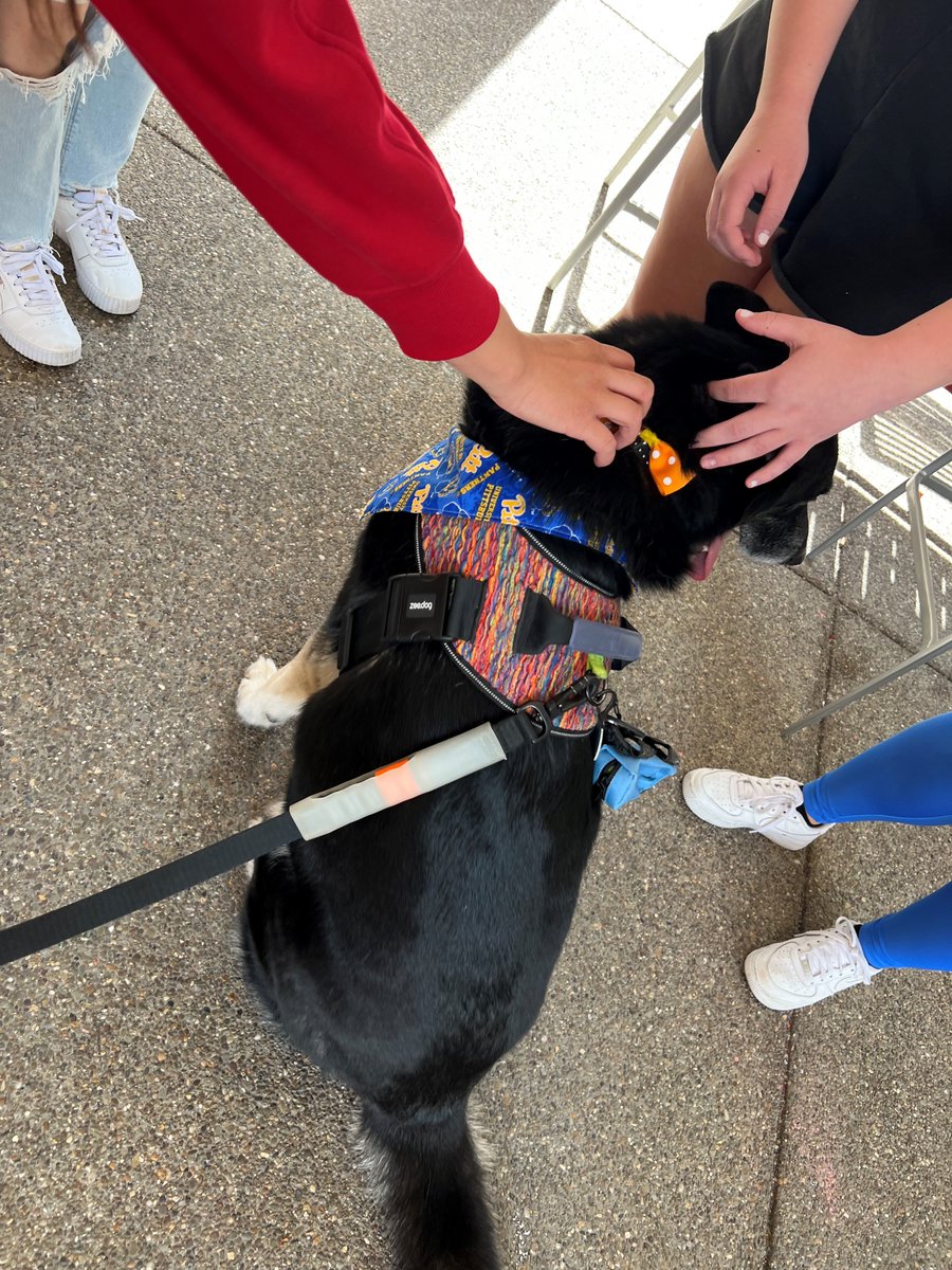 PittBHAS's tweet image. Our furry friends from Animal Friends dropped by last Friday to help all of us here at @PittBHAS thank our student employees for all that they do! 🐾

#h2p #pitt