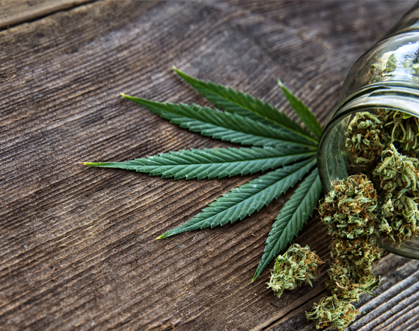 PotAdvisor's tweet photo. Discover the perfect cannabis strain for your needs at https://t.co/DCskir1w46. From relaxing Indicas to energizing Sativas, PotAdvisor's strain guide has got you covered. Check it out and find your ideal match today! #cannabis #strains #potadvisor #weedguide #marijuanainfo https://t.co/AYXZSo4z6b
