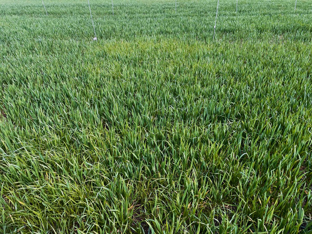 Mathew Barnes tweet media