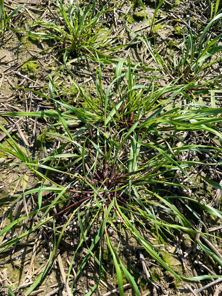 Mathew Barnes tweet media