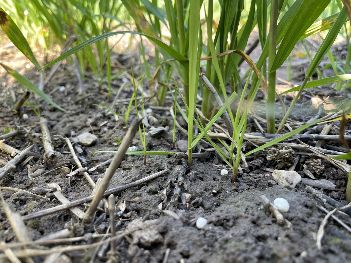 Mathew Barnes tweet media