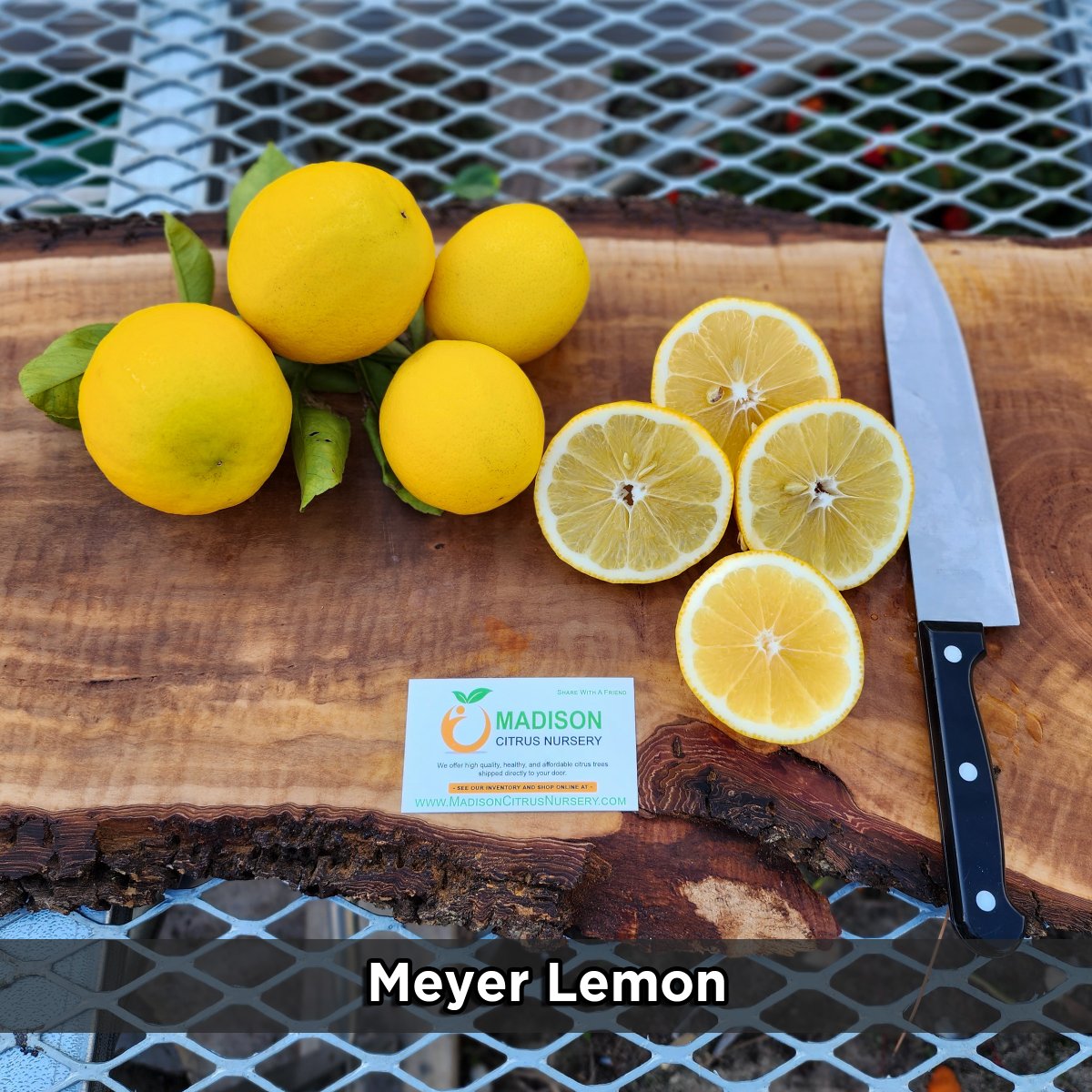 Meyer Lemon Citrus Trees for sale, available in 1 gallon, 3 gallon and dwarf sizes. madisoncitrusnursery.com/search?q=meyer… #meyerlemon #lemontrees #citrustrees #madisoncitrus