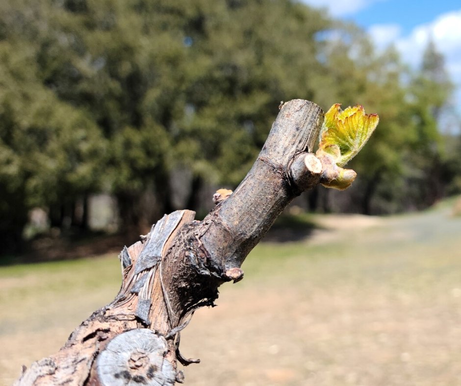 Robert Craig Winery tweet media