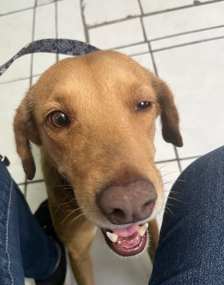 gllgina1's tweet photo. Zara el dia de su rescate.. Zara  después.. adquiriendo un número para la rifa con causa ayudas a perritos rescatados como Zara.. 🐾🐶 ayúdanos a cambiarle la vida .. 🫶 https://t.co/W8aQ3nnPoo