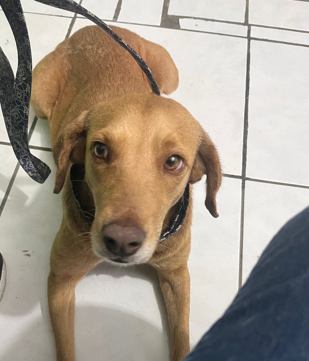 gllgina1's tweet photo. Zara el dia de su rescate.. Zara  después.. adquiriendo un número para la rifa con causa ayudas a perritos rescatados como Zara.. 🐾🐶 ayúdanos a cambiarle la vida .. 🫶 https://t.co/W8aQ3nnPoo
