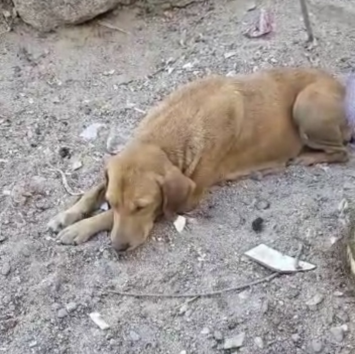 gllgina1's tweet photo. Zara el dia de su rescate.. Zara  después.. adquiriendo un número para la rifa con causa ayudas a perritos rescatados como Zara.. 🐾🐶 ayúdanos a cambiarle la vida .. 🫶 https://t.co/W8aQ3nnPoo