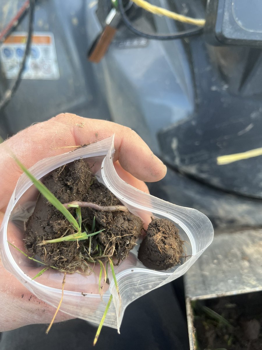 MurphyGrassland's tweet photo. Soil sampling in Laois today. Amazing how much rooting you have to do to take the little guy out of the bag.
#SoilHealth #savetheworms #onesmallwin @teagasc https://t.co/OlMbs6ejDK