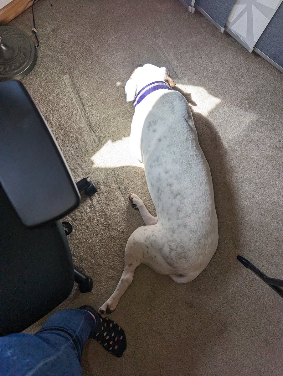 Our dog doesn't usually choose to be by me while working from home when she has @Zan sweet office set up. But today, I had the sun patch and she could put one foot touching me.