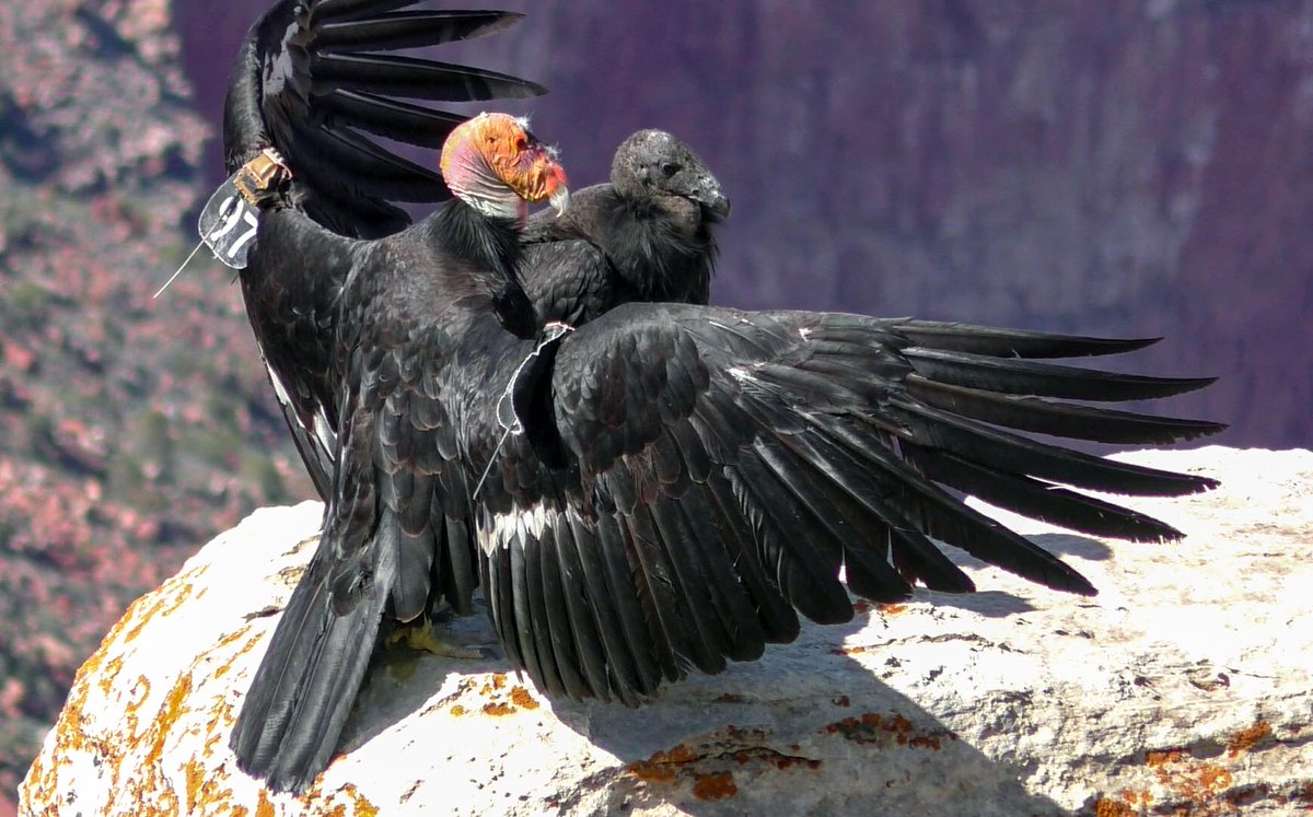 GrandCanyonNPS's tweet photo. As of April 17 β 20 CA condors have died in the Arizona-Utah flock; HPAI has been confirmed for 10 of those condors > https://t.co/DawII0K7Ww Photo shows condor 97 and her chick, as seen below the rim in Grand Canyon Village on Sunday, April 16, 2023. π·NPS #CaCondor #Arizona https://t.co/H9EgGIPrhz