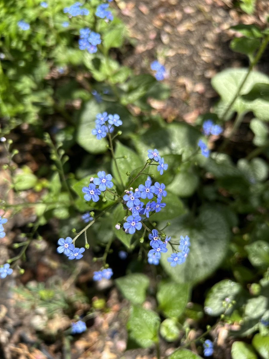 LDiCuirci's tweet photo. Some garden happenings. #brunnera #azalea #dogwood #columbine https://t.co/1Pg3pWRGHI