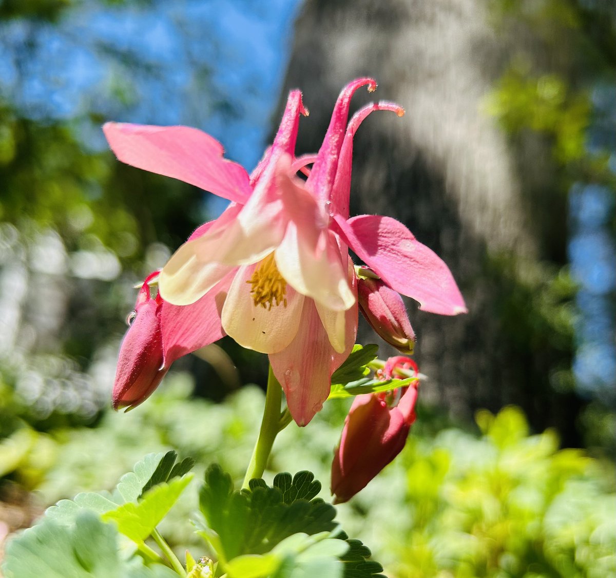 LDiCuirci's tweet photo. Some garden happenings. #brunnera #azalea #dogwood #columbine https://t.co/1Pg3pWRGHI