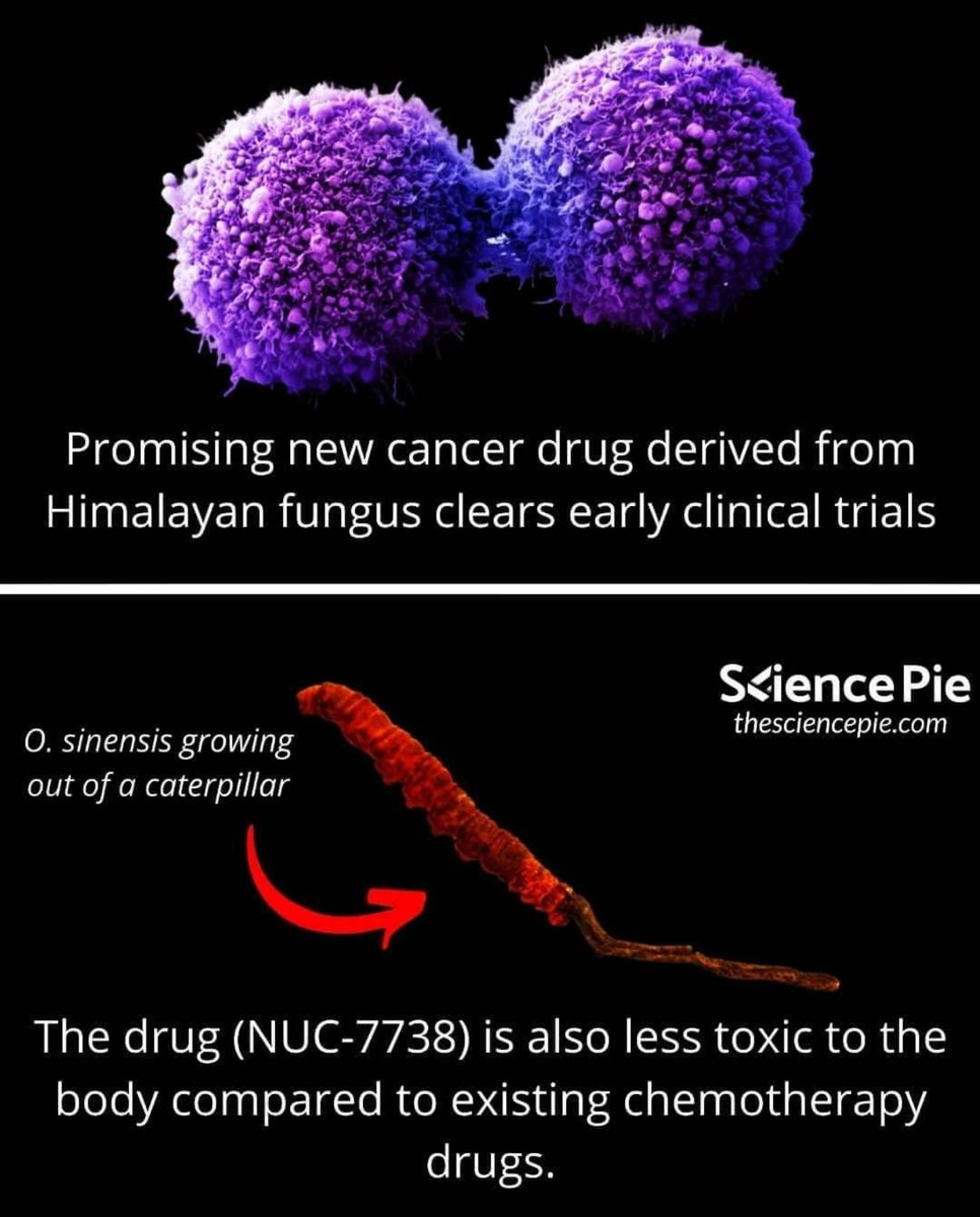 yarsagumba_'s tweet photo. Cancer patients must try this to live longer #Cordyceps #YarsaGumba #DongChongXiaCao #Caterpillarfungus #Ophiocordycepssinensis #Cordycepssinensis #FunGus #yarchagumba #yartsagunbu #cancer #CancerResearch #cancersurvivor #chemotherapy #kemo https://t.co/gOxUPmpExM