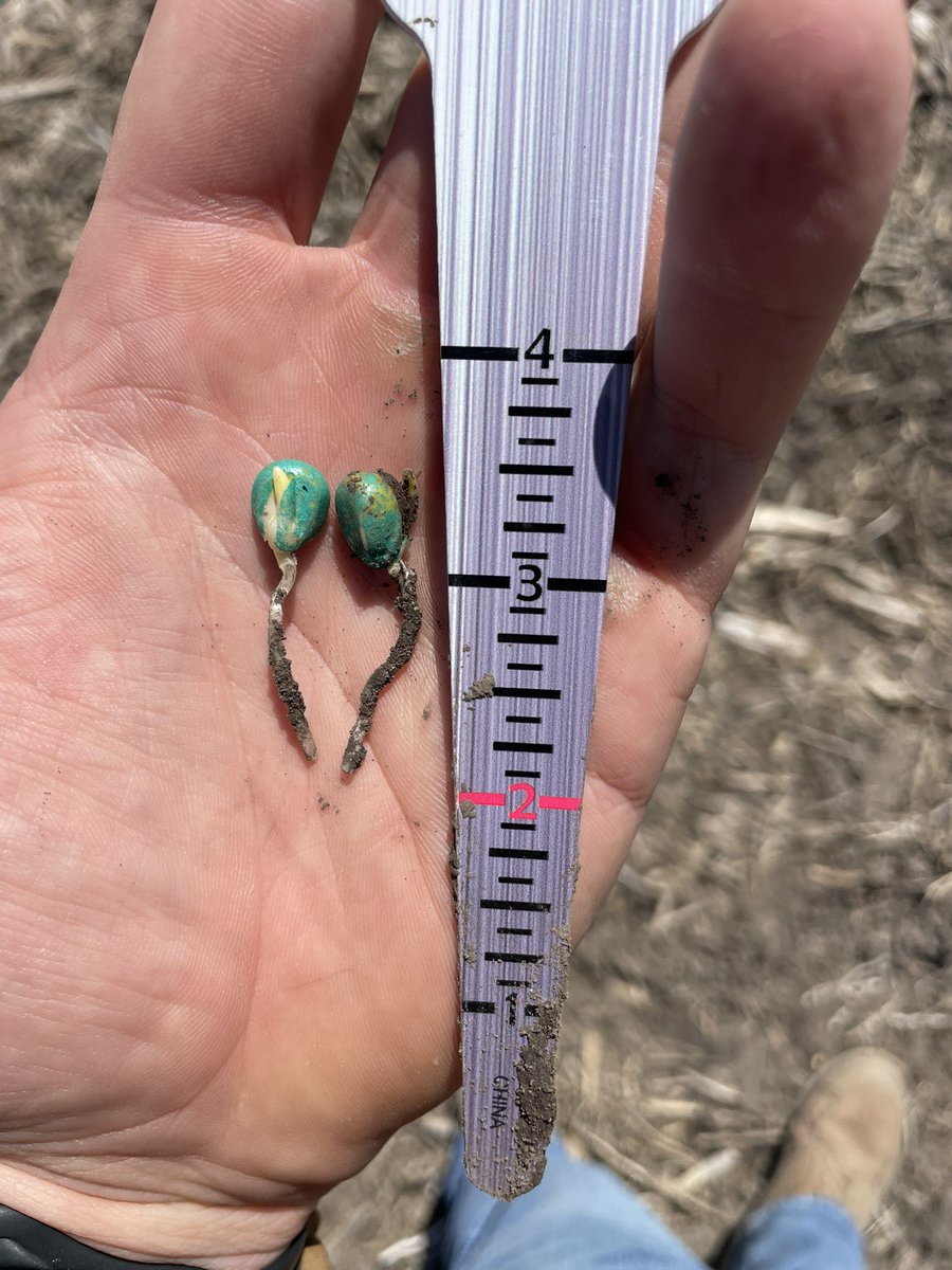 “Start strong, finish stronger”
-Any inspirational speaker/high school football coach
-Also DKC64-22RIB

✅Great emergence (2)
✅Excellent Test Weight (1)
✅Outstanding <a href="/Asgrow_DEKALB/">DEKALB Asgrow Seed</a> Yield potential 

Planted 4/10, pic from 4/17 in Pettis Co., MO. #plant23 #corn