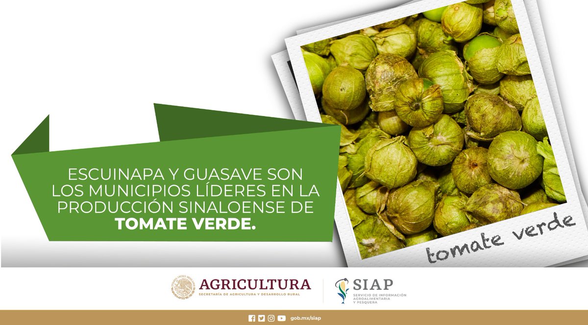 DGSIAP_Mx's tweet photo. En 2021, #Sinaola cosechó 233 mil 656 toneladas de #TomateVerde, lo cual equivale a 28.3% de la producción nacional.
#AgriculturaMexicana
#PanoramaAgroalimentario
@saygsinaloa @agricultura_sin https://t.co/serwWZHfmt