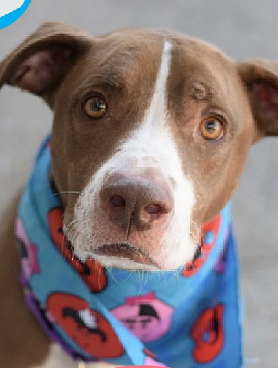 RobRobbEdwards's tweet photo. Dog on euthโ list looks at the camera as if to ask โwhy did they not love me enoughโ
Sammy is on the euthanasia list at the Brooklynโs facility of the New York City Animal Care Centers for today https://t.co/1CVpgI9IFJ