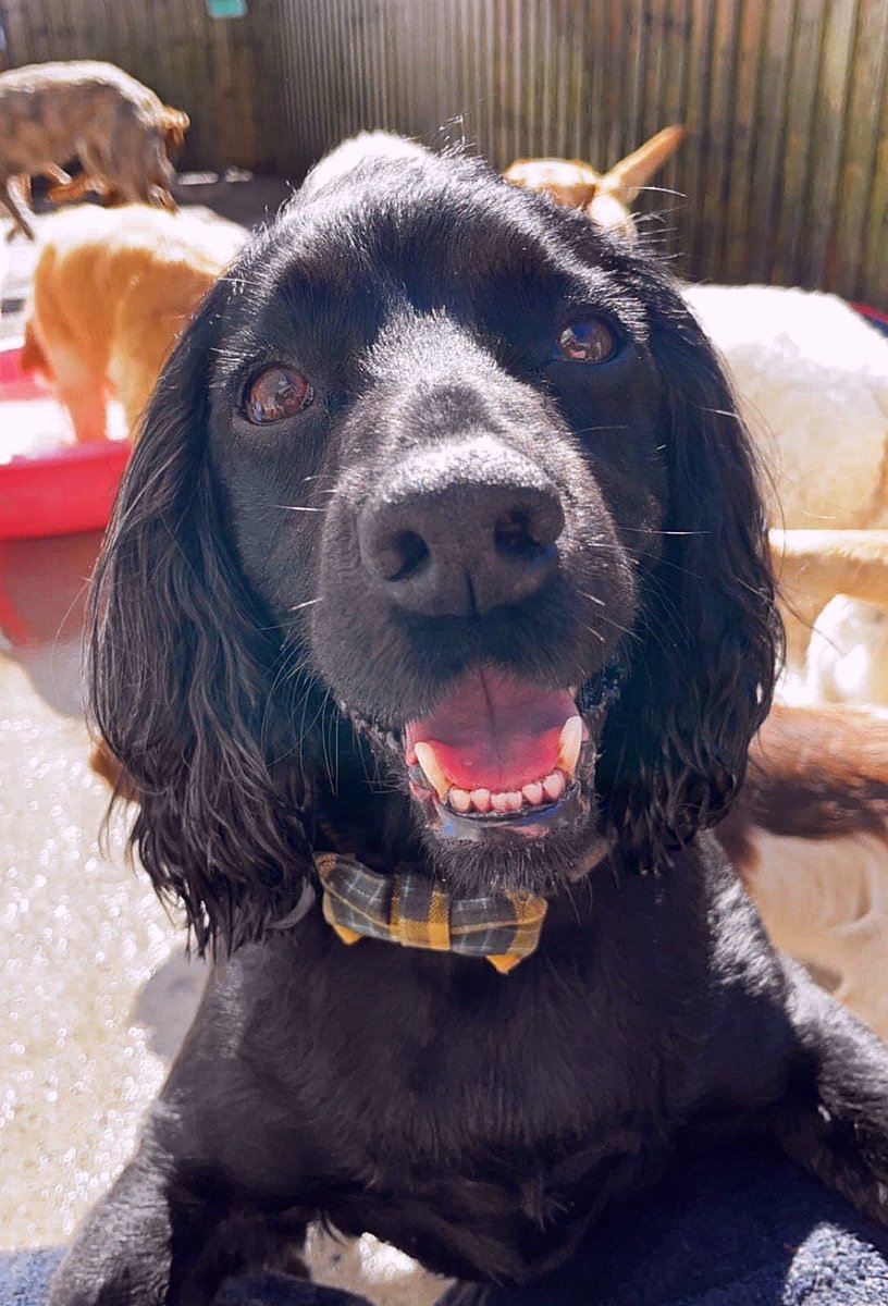 Sunshine through my window... that's what you areeeeee 🐾💛💚🐾