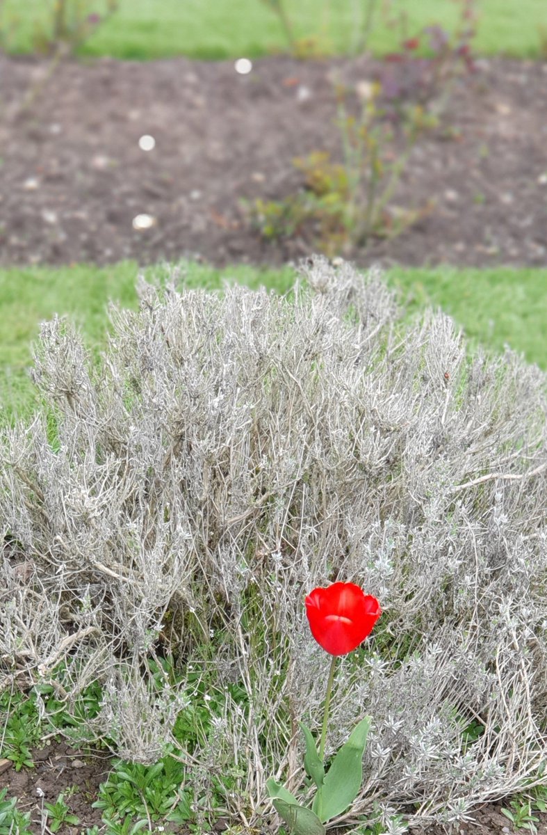 Solitary red tulip at Penshurst Place @PenshurstPlace #WolfHall #Statelyhome #Kent