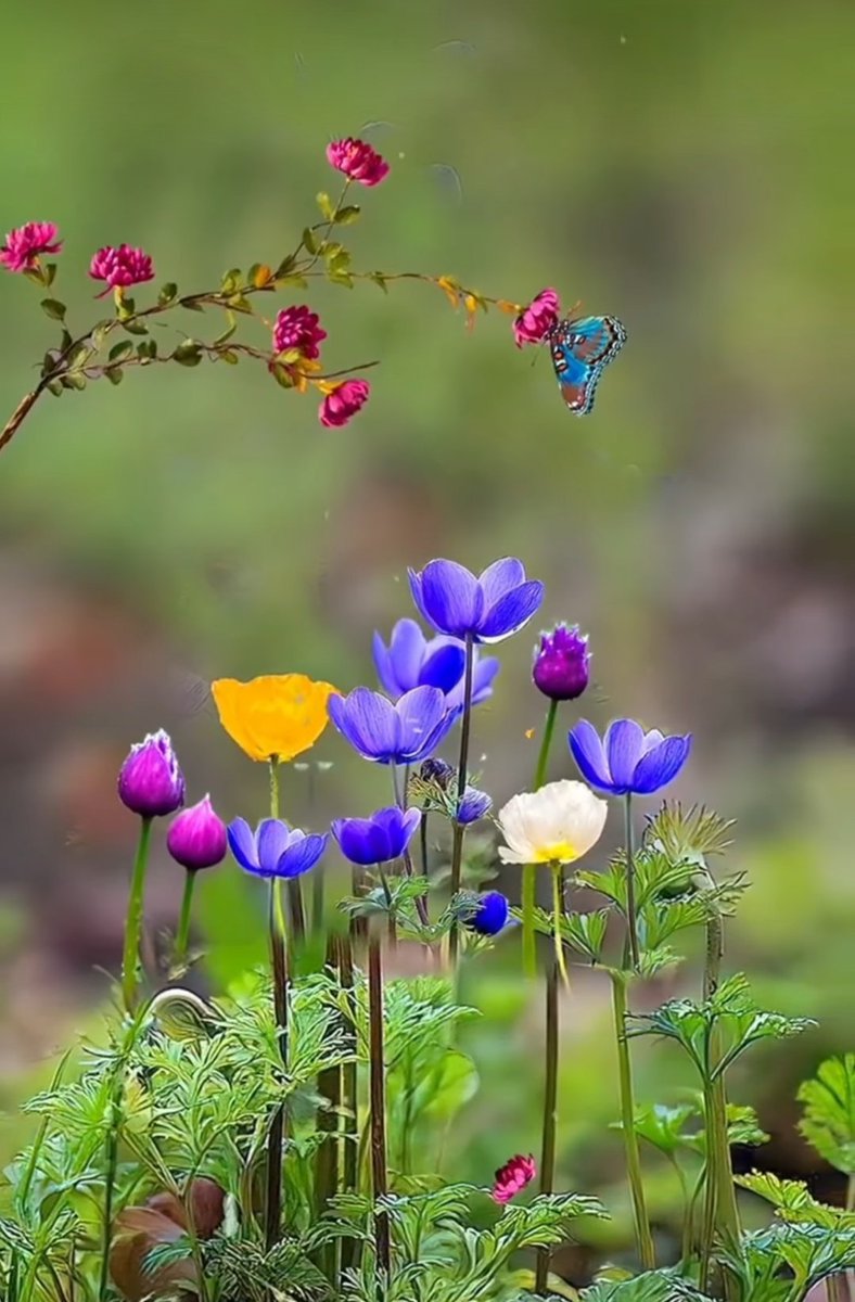 Flowers in Spring