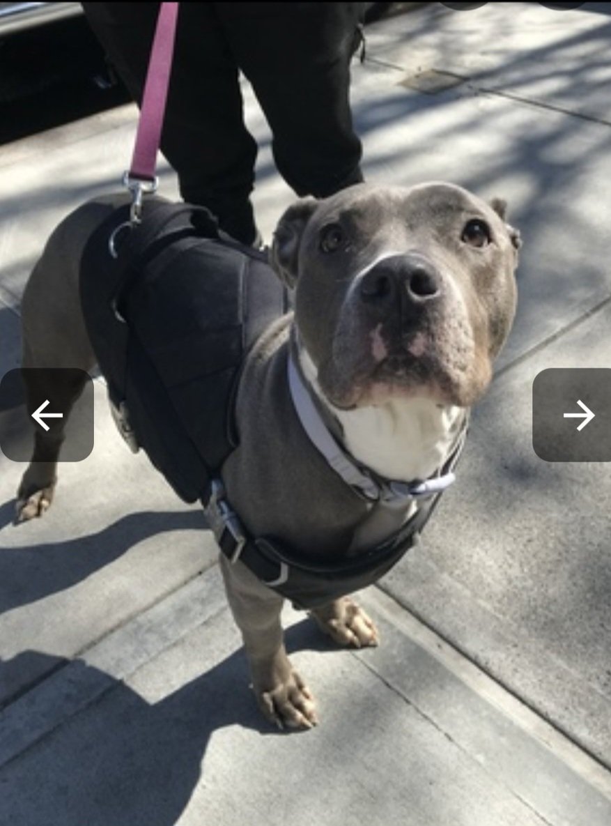NMBewitched's tweet photo. Dream Girl has a #Rescue
@HGLMastifRescue 

Now to save her life we need a #Foster ASAP https://t.co/VzSYPWkAjB