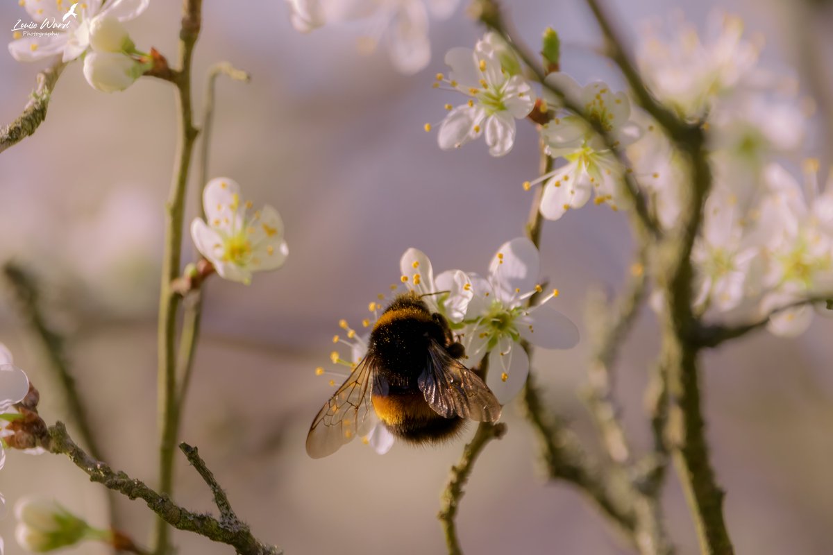 Help!😄Can someone tell me the species of this #bee #bees (I'm learning) 😍
#TwitterNatureCommunity #Shropshire #spring #springtime @BeeFriendlyBrum @BumblebeeTrust @WildlifeTrust @Britnatureguide @ThePhotoHour @CanonUKandIE @bbcwildlife