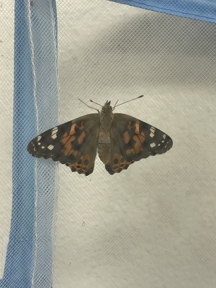 SusanR008's tweet photo. We have butterflies in Mrs. Rich’s class #slaughterstrong2223 https://t.co/iLufAbxItS